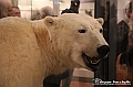 VBS_0957 - Riapre il Museo di Scienze Naturali dopo dieci anni di chiusura